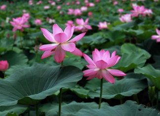 Du lịch Ninh Bình tháng 7 – Mùa sen nở rộ và những địa điểm ngắm sen đẹp nhất Du lịch Ninh Bình tháng 7 - Mùa sen nở rộ và những địa điểm ngắm sen đẹp nhất